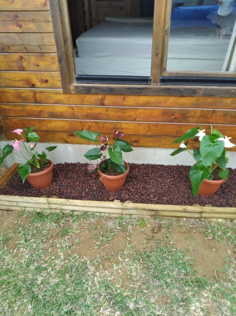 Chalet Goyavier - 4Pers-Sud Sauvage - By Sister Home Grand Anse 外观 照片